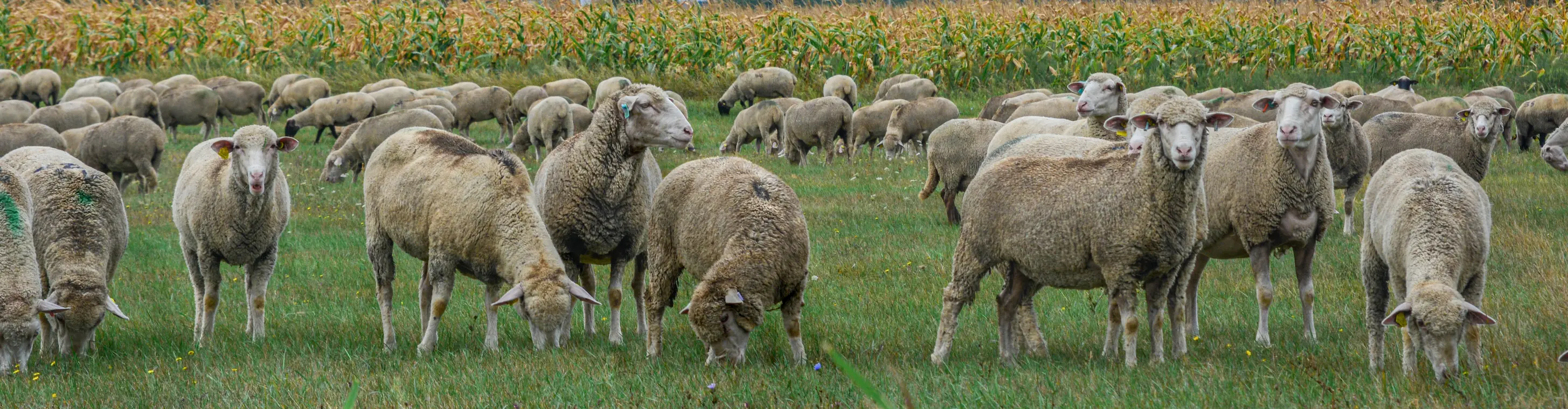 A juh állomány egy része